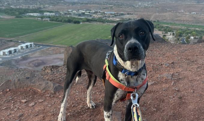 Bebe the dog hiking outside on a leash